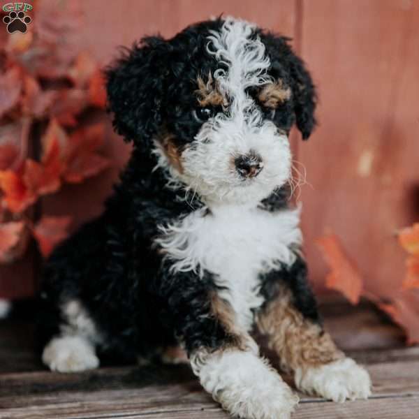 Glen, Mini Bernedoodle Puppy